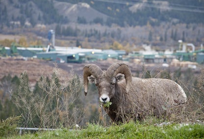 Big horn sheep in Radium, BC outside of Downtown Radium